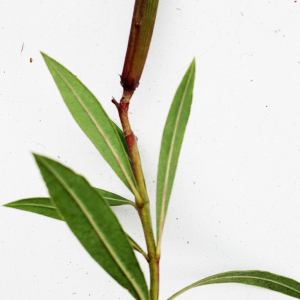 Photographie n°2451844 du taxon Nerium oleander L. [1753]