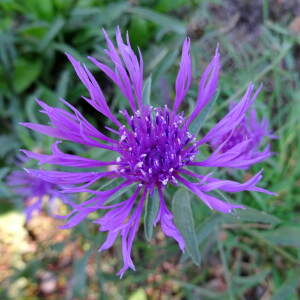 Photographie n°2451853 du taxon Centaurea decipiens Thuill.