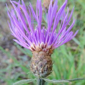 Photographie n°2451854 du taxon Centaurea decipiens Thuill.