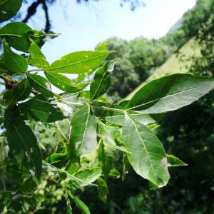 Photographie n°2451857 du taxon Fraxinus excelsior L. [1753]