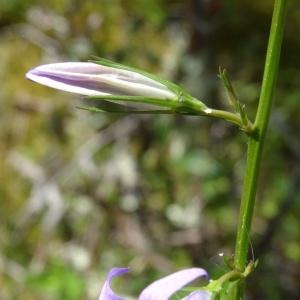  - Campanula patula L.