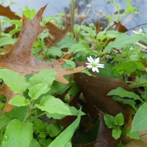 Photographie n°2451969 du taxon Myosoton aquaticum (L.) Moench [1794]