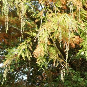 Photographie n°2451979 du taxon Taxodium distichum (L.) Rich. [1810]