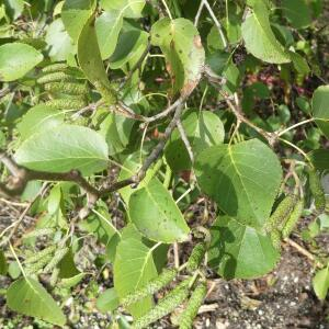 Photographie n°2451980 du taxon Alnus cordata (Loisel.) Duby [1828]