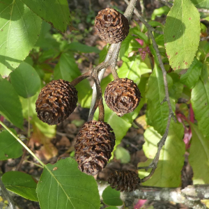 Photographie n°2451984 du taxon Alnus cordata (Loisel.) Duby [1828]