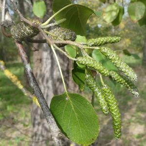  - Alnus cordata (Loisel.) Duby [1828]