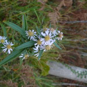 Photographie n°2452000 du taxon Symphyotrichum x salignum (Willd.) G.L.Nesom [1995]