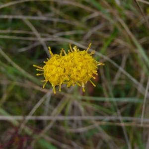 Photographie n°2452001 du taxon Galatella linosyris (L.) Rchb.f. [1854]