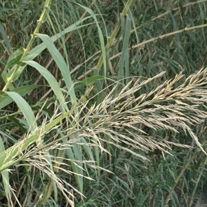 Arundo donax var. versicolor (Mill.) Aiton (Canne de Provence)
