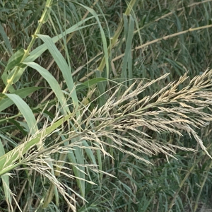 Arundo versicolor Mill. (Canne de Provence)