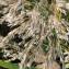  Liliane Roubaudi - Phragmites australis (Cav.) Trin. ex Steud.