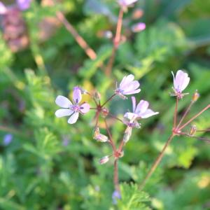 Photographie n°2452079 du taxon Erodium cicutarium (L.) L'Hér. [1789]