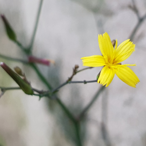 Photographie n°2452082 du taxon Lactuca muralis (L.) G.Mey.