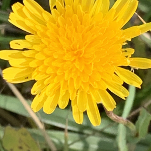 Photographie n°2452097 du taxon Sonchus maritimus L. [1759]