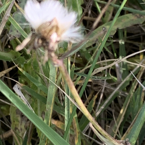 Photographie n°2452098 du taxon Sonchus maritimus L. [1759]