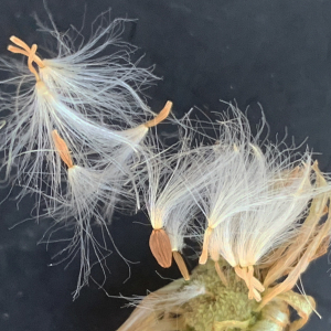 Photographie n°2452100 du taxon Sonchus maritimus L. [1759]