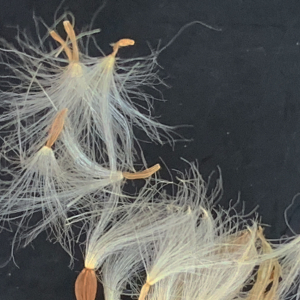 Photographie n°2452101 du taxon Sonchus maritimus L. [1759]