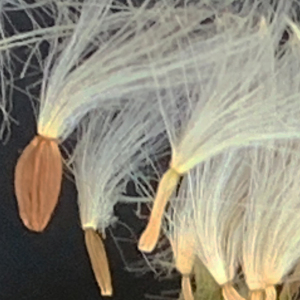 Photographie n°2452102 du taxon Sonchus maritimus L. [1759]