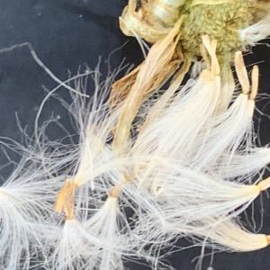 Photographie n°2452103 du taxon Sonchus maritimus L. [1759]