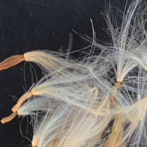 Photographie n°2452104 du taxon Sonchus maritimus L. [1759]