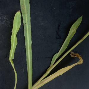 Photographie n°2452105 du taxon Sonchus maritimus L. [1759]