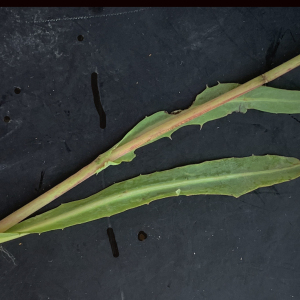 Photographie n°2452106 du taxon Sonchus maritimus L. [1759]