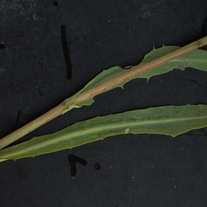 Photographie n°2452107 du taxon Sonchus maritimus L. [1759]