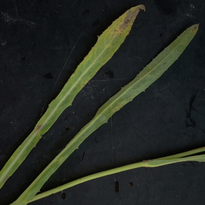 Photographie n°2452108 du taxon Sonchus maritimus L. [1759]