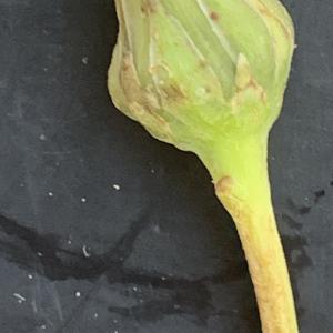 Photographie n°2452109 du taxon Sonchus maritimus L. [1759]