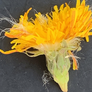 Photographie n°2452110 du taxon Sonchus maritimus L. [1759]