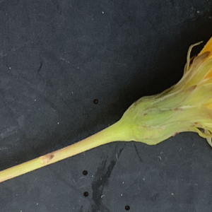 Photographie n°2452111 du taxon Sonchus maritimus L. [1759]