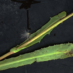 Photographie n°2452112 du taxon Sonchus maritimus L. [1759]