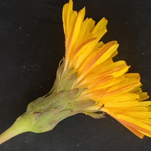 Photographie n°2452113 du taxon Sonchus maritimus L. [1759]