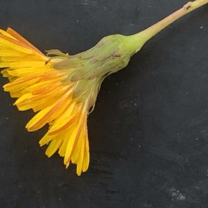 Photographie n°2452114 du taxon Sonchus maritimus L. [1759]