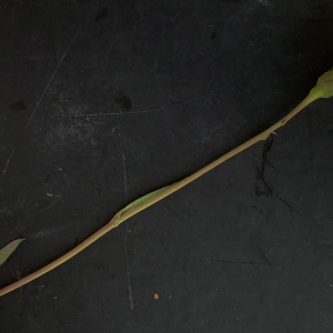 Photographie n°2452115 du taxon Sonchus maritimus L. [1759]