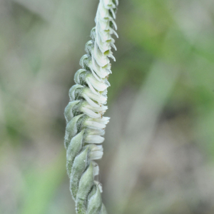 Photographie n°2452166 du taxon Spiranthes spiralis (L.) Chevall.