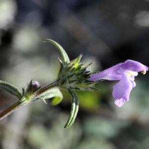 Photographie n°2452181 du taxon Galeopsis angustifolia Ehrh. ex Hoffm.