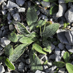 Photographie n°2452185 du taxon Pilosella officinarum Vaill.