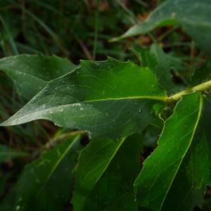 Photographie n°2452287 du taxon Hieracium virgultorum Jord. [1848]