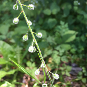 Photographie n°2452303 du taxon Circaea lutetiana L.