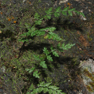 Photographie n°2452305 du taxon Woodsia alpina (Bolton) Gray [1821]