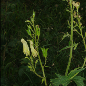 Photographie n°2452323 du taxon Aconitum lycoctonum subsp. vulparia (Rchb.) Ces. [1844]