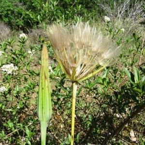 Photographie n°2452347 du taxon Tragopogon dubius Scop. [1772]