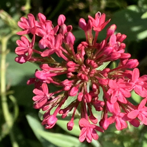 Photographie n°2452386 du taxon Centranthus ruber (L.) DC.