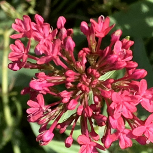 Photographie n°2452387 du taxon Centranthus ruber (L.) DC.