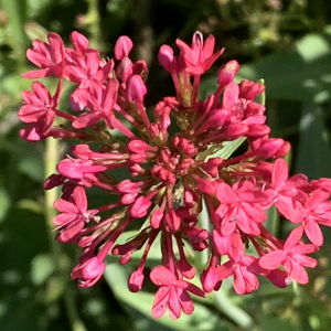 Photographie n°2452388 du taxon Centranthus ruber (L.) DC.