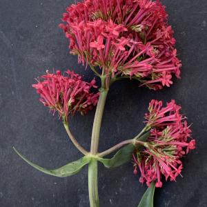 Photographie n°2452391 du taxon Centranthus ruber (L.) DC.