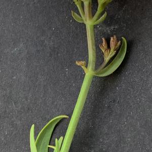 Photographie n°2452394 du taxon Centranthus ruber (L.) DC.