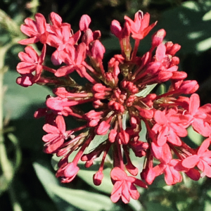 Photographie n°2452396 du taxon Centranthus ruber (L.) DC.