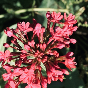 Photographie n°2452397 du taxon Centranthus ruber (L.) DC.